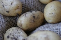 A closer look at some of the medium-sized potatoes