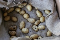 Potatoes after harvest, stored in hessian in the dark
