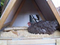 Molly the broody chicken.