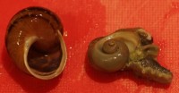 A cooked snail, removed from the shell.