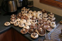 A really good day's harvest of mushrooms.