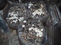 Growing mushrooms in spent mushroom compost bags