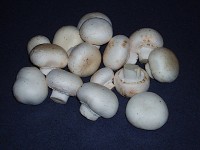 A typical day's harvest of mushrooms.