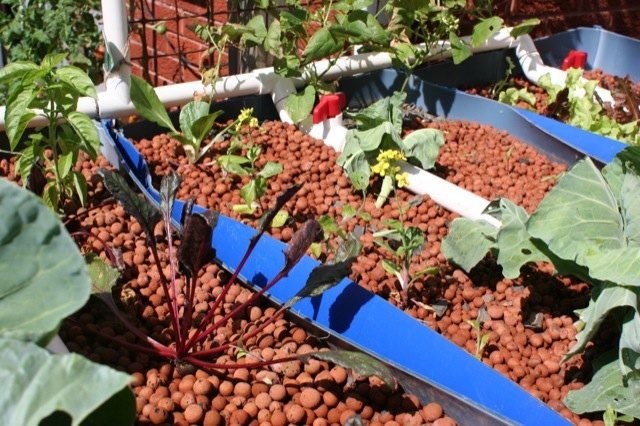 Backyard Aquaponics In Gerringong - Green-Change.com