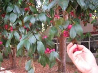 Picking riberries off the lillypilly tree