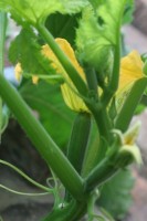 Female zucchini flower - you can see the immature fruit below the flower.