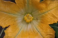 Female zucchini flower - note the multi-part stigma in the center.