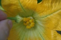Hand pollinating zucchini flower - get the pollen all over the stigma.
