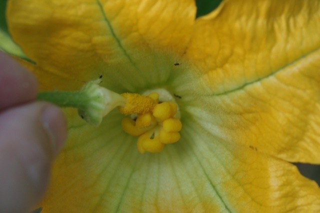 Update: I've posted photos of hand pollinating pumpkin and squash flowers, 