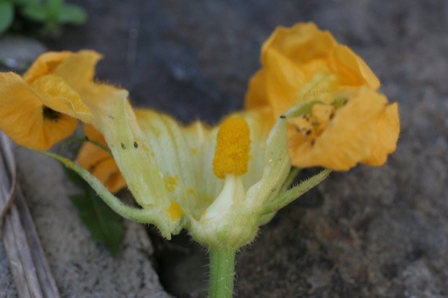male zucchini flower