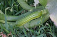 Unpollinated zucchini fruit will wither and rot on the vine.