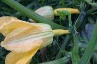 Female flowers on a yellow zucchini plant.