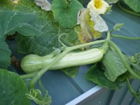 For some reason, one of my butternut vines produced really long pumpkins this year.