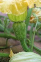 Female pumpkin flower seen from the side - note the immature fruit or ovary.