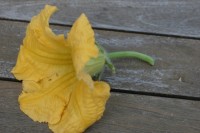 Male pumpkin flower seen from the side.