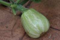 A young butternut pumpkin fruit that has been successfully pollinated.