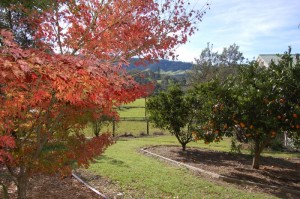 The citrus trees.