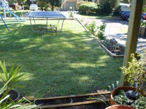 The front yard, showing stonefruit, feijoa, avocado and other plants.