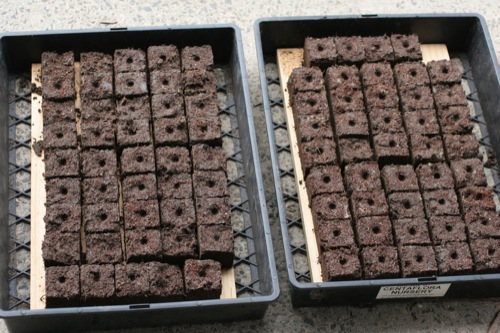 Soil blocks laid out in trays