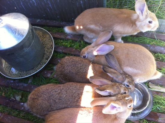 Meat rabbits in pastured pen