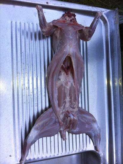 Processed rabbit
