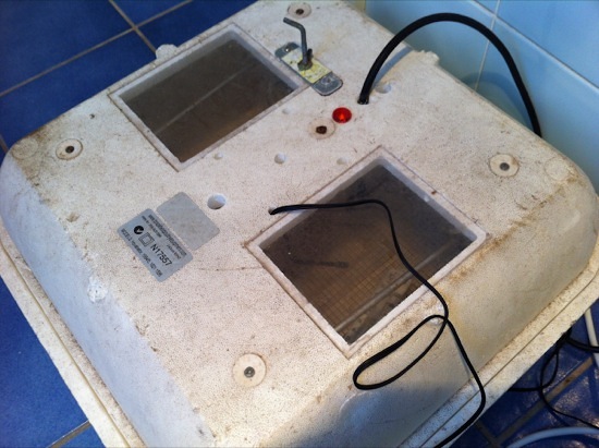 Hovabator incubator with digital temperature probe inserted