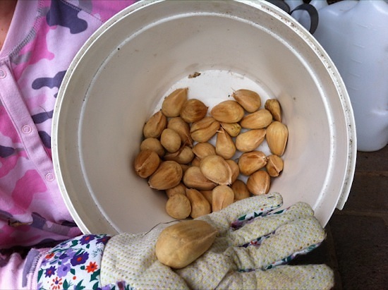 Raw bunya nuts in a bucket