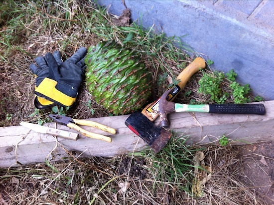Bunya nut with knife, pliers, gloves, hammer and hatchet
