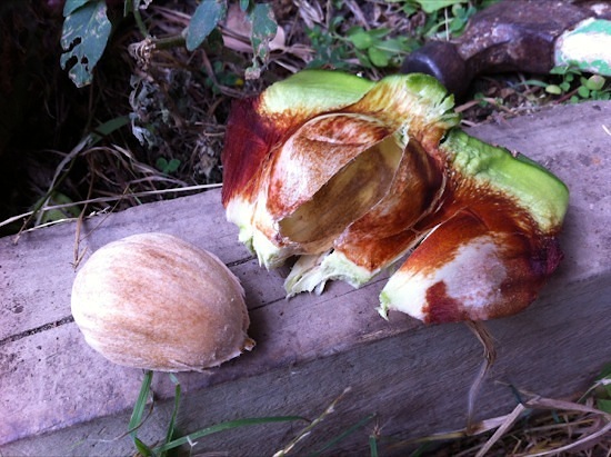 Bunya nut removed from husk