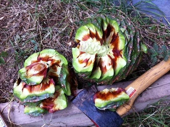 Bunya nut cone cracked open