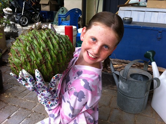 Child holding bunya nut cone
