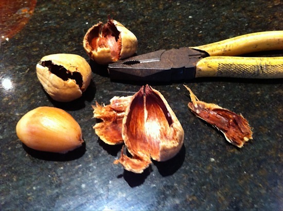 Pliers used to crack bunya nuts from shell