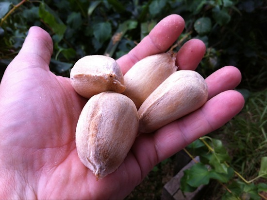 Four raw bunya nuts in hand