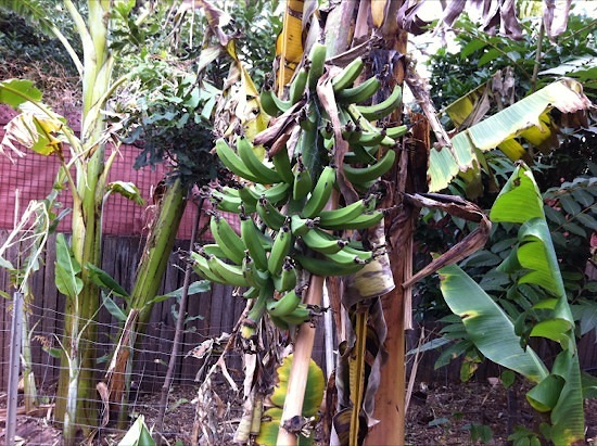 Bananas Growing