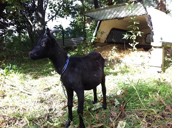 Tom in happier times, hanging out in his goat-house.